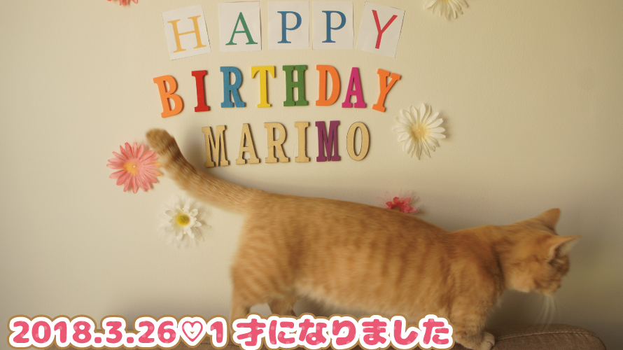 3月26日 マリモ1才の誕生日 猫でも食べれるケーキの工夫 マンチカンマリモの気まぐれブログ